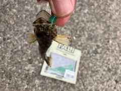 ハゼの釣果