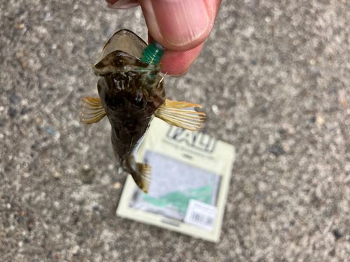ハゼの釣果