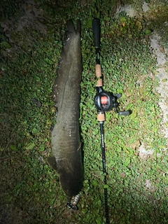 ナマズの釣果
