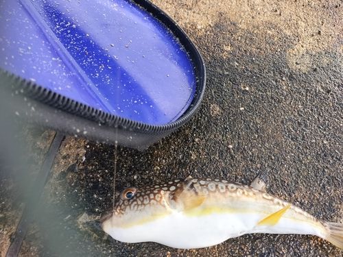 フグの釣果