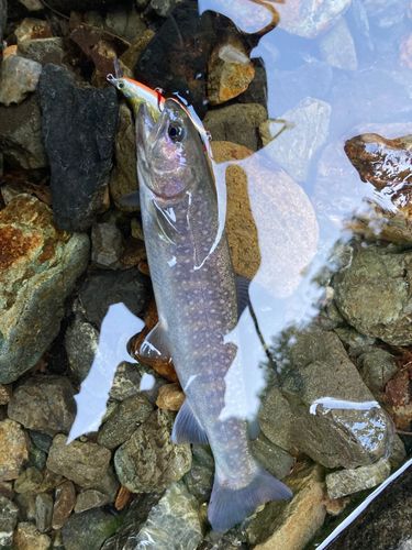 イワナの釣果
