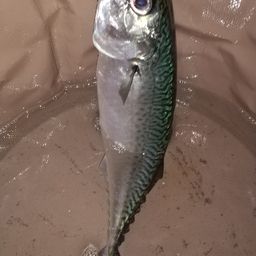 サバ