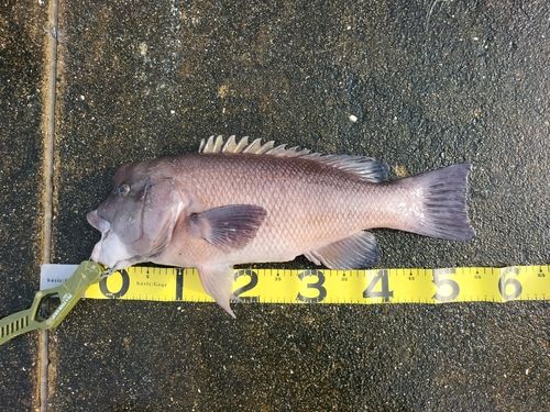 コブダイの釣果