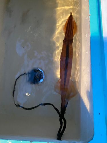 スルメイカの釣果