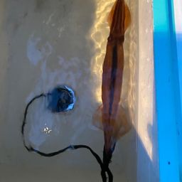スルメイカ