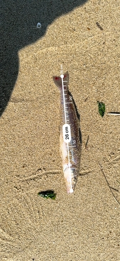 キスの釣果