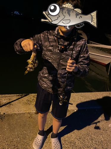 タケノコメバルの釣果