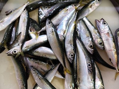 サバの釣果