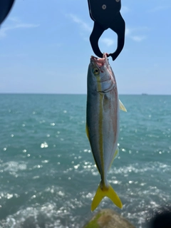 ワカシの釣果