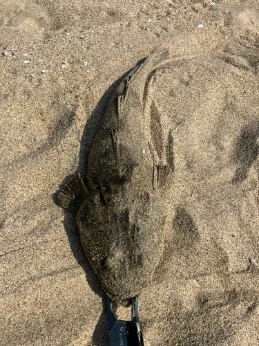 マゴチの釣果