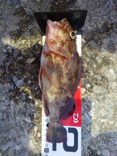 カサゴの釣果