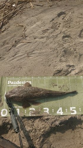 マゴチの釣果