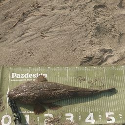 マゴチ