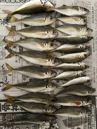 アジの釣果