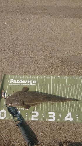 マゴチの釣果