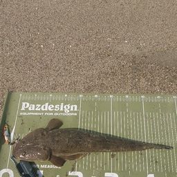 マゴチ