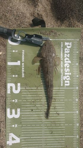 マゴチの釣果