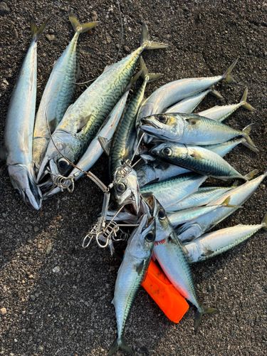 マサバの釣果