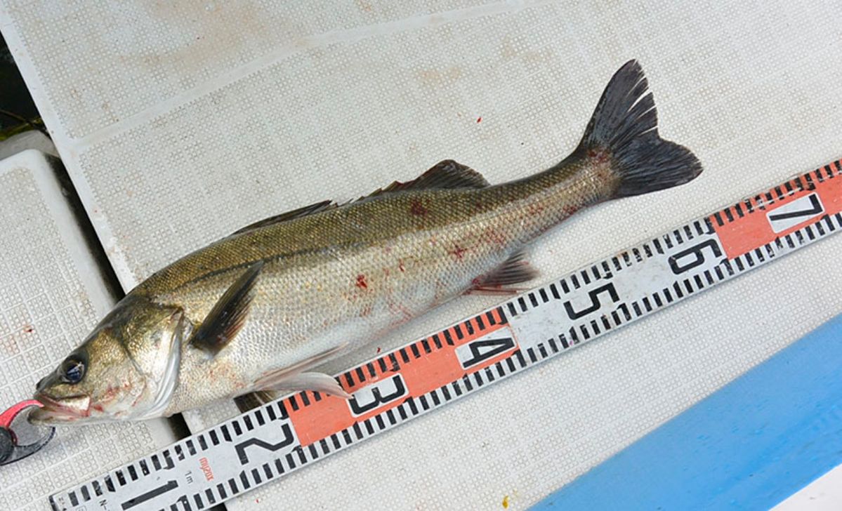 シーバス船シーホース　ウッチー船長さんの釣果 2枚目の画像