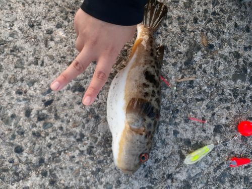 キジハタの釣果