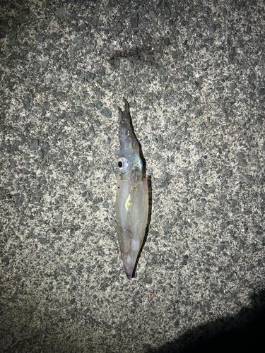 ケンサキイカの釣果