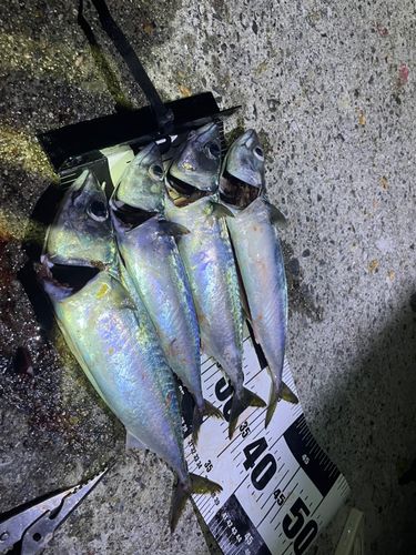 サバの釣果