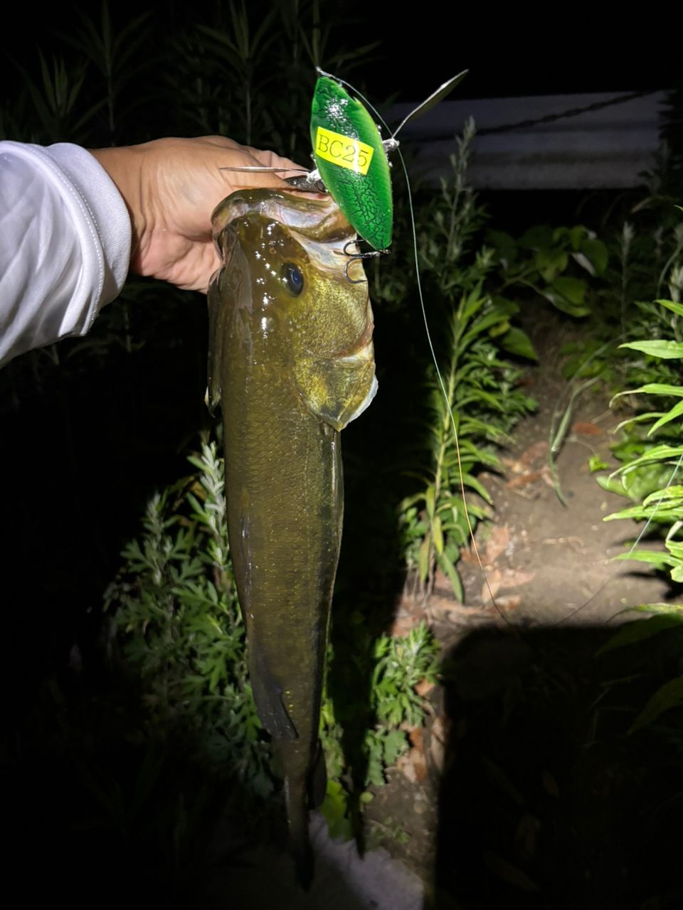 ラージマウスバス