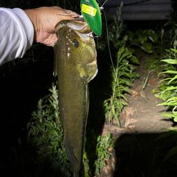 ラージマウスバス