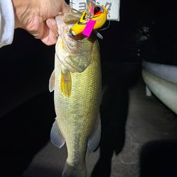 ラージマウスバス