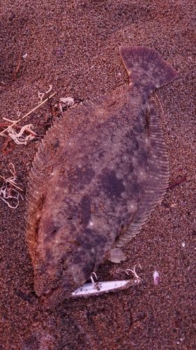 ヒラメの釣果