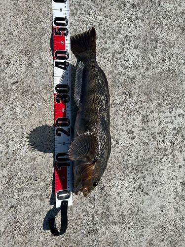 アイナメの釣果