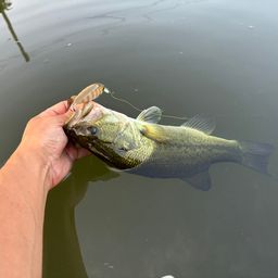 ラージマウスバス