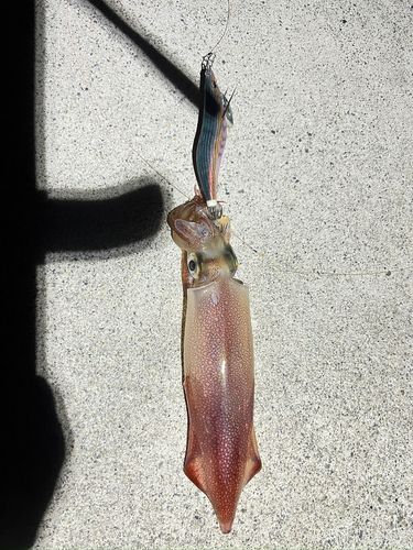 ケンサキイカの釣果
