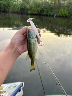 ラージマウスバスの釣果