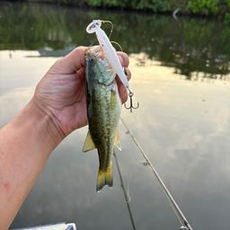 ラージマウスバス