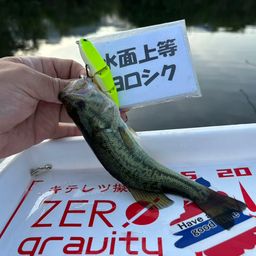 ラージマウスバス