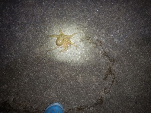 イイダコの釣果