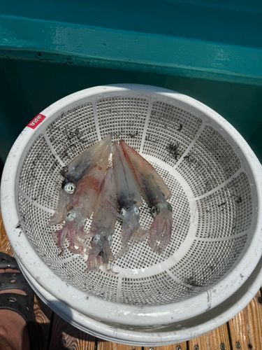 マルイカの釣果