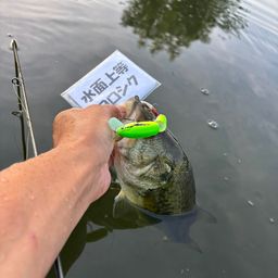 ラージマウスバス