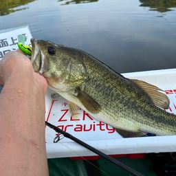 ラージマウスバス