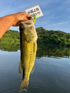 ラージマウスバスの釣果
