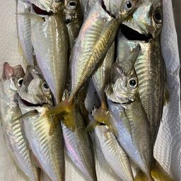 アジ
