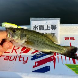 ラージマウスバス