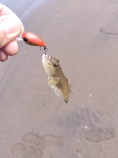マハゼの釣果