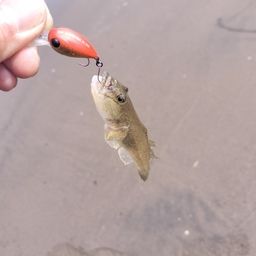 マハゼ