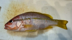 ヨコスジフエダイの釣果