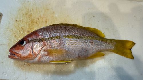 ヨコスジフエダイの釣果