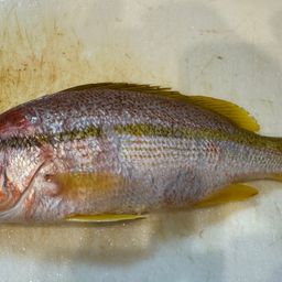 ヨコスジフエダイ