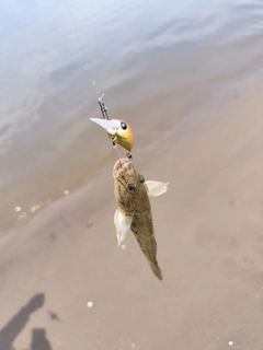 マハゼの釣果