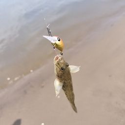 マハゼ